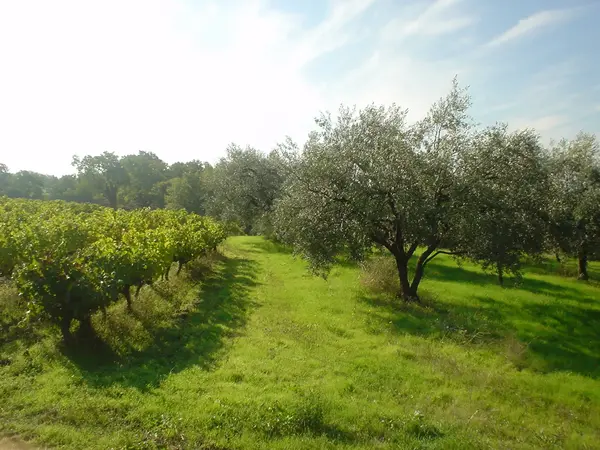 Le Domaine du Chêne Vert
